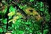 Wallmonkeys Peel and Stick Wall Decals - Forêt Tropicale Dans Une Serre - Removable Graphic 