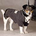 Hunde-Sweater - "Wings" f.R�ckenl. 30cm-Pullover 22 cm