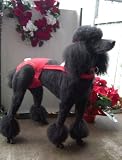 Joybies Festive Christmas Piddle Pants(tm) for X Large Male Dog (Measuring 19-22 Along Back From Collar to Base of Tail)