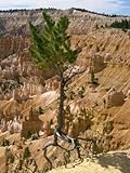 IMAGE OF Pine Tree's Roots Exposed as Top Soil Is Washed Away by Storms, Bryce Canyon, Utah, USA Premium Photographic Poster Print by Waltham Tony, 30x40