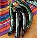 Hole Mole Pasilla Pepper 4 Plants - Mildly Hot/Tangy - ORDER NOW!
