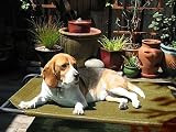 Deluxe Indoor/Outdoor Raised Dog Bed - Toffee