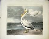 AMERICAN RURAL SPORTS By DOUGHTY c1830 PELICAN