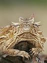 Horned Lizard or Toad Rests on Tree Stump, Cozad Ranch, Linn, Texas, USA Photographic Poster Print by Arthur Morris, 12x16