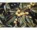 Photographic Prints of WW-2570 Loquat Fruit - ripe from Ardea Wildlife Pets