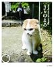 うちのまる ~養老孟司先生と猫の営業部長