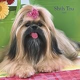 Shih Tzu 2008 Calendar
