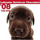 Labrador Retriever Chocolate 2008 Square Wall Calendar