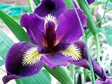 Louisiana Iris