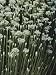 Garlic Chives, Whose Growth is Encouraged by Nipping the Flowers Photographic Poster Print by Sam Abell, 24x32
