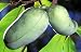 4 PAW PAW TREE Fruit Seeds (Poormans Banana) Asminia Triloba