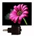 Floral / Flower Night Light - Perfect - Gerber Daisy