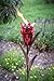 Desert Steel Flower Torch - (Red Ginger, 42