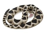 Safari LTD Eastern Rattlesnake 51O8kzOyhcL. SL160 Safari LTD Eastern Rattlesnake