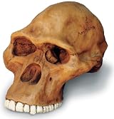 A. Africanus Cranium