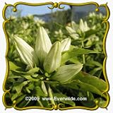 1 Lb Cream Gentian (Gentiana flavida) Bulk Wildflower Seeds