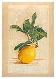 1 Citrons Art Print Poster By Laurence David, 8.5 
