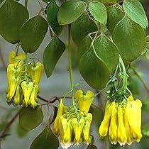 Gold Tear Bleeding Heart 15 Seed-Dicentra scanden