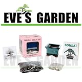 Eves Garden Gifts Bonsai Seed Kit - Flowering - Cherry Blossom - Complete Kit to Grow Bonsai from Seed