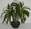 Bendable Yucca Head Plant on Bulb (Green)