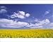 Photographic Prints of Arable farming - field of yellow oil-seed rape flowers beneath bright blue from Ardea Wildlife Pets