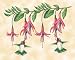 Cutting Board/Trivet Small Hummingbird