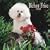 Bichon Frise 2009 Square Wall Calendar
