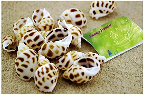 Funny Party Conch Shells Aquarium Decor Babylonia Areolata Beach Seashells