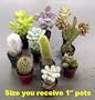 Instant Cactus/Succulent Collection - 10 Plants-1 pots"