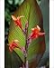 Photographic Prints of DAD-1052 Canna Indica Purpurea from Ardea Wildlife Pets