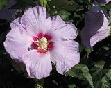Amazon / Hirts: Rose of Sharon: Candide Hibiscus Rose of Sharon - Lavender Purple - Proven Winners