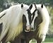 Gypsy Vanner Horse 2009 Calendar