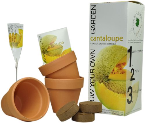 S.F. IMPORTS INC , GB-CANTALOUP/LG
