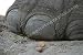 Stomp!- Photographed along the Lower Zambezi in Zambia, with a close up lens
