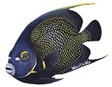 Walls of the Wild French Angelfish