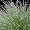 Fiber Optic Grass 4 Plants