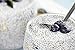 Black Chia Seeds, 10 Pounds – Whole, Sproutable, Vegan, Kosher, Keto, Sirtfood, Bulk. Rich in Essential Fatty Acids, Fiber, Protein. Great for Chia Pudding, Smoothie, Oatmeal