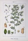 Flowers Sturms 1901 Linse Vicia Lens Vicia Ervilia
