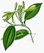 vanilla extract
