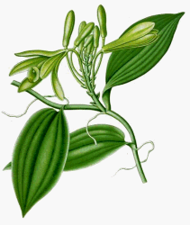vanilla extract