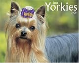 Just Yorkies 2008 Calendar (Just)