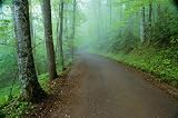 Wallmonkeys Peel and Stick Wall Decals - Road in Great Smoky Mountains National Park - 36