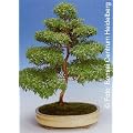 Tropica - Bonsai - Echte Myrte - wei� (Myrtus communis) - 30 Samen