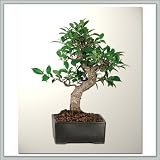 51OE86 v5aL. SL160  Bonsai Tree (Golden Gate) Ficus II Nursery Direct from Joebonsai