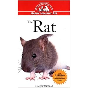 happy rat