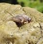 Live Crickets 1,000