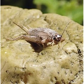 Live Crickets 1,000