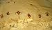 Man Corn Murders (Terry Hart)