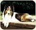 image 4 - Sheltie on Porch Mouse Pad