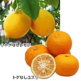 果樹苗　カンキツ　トゲなしレモン＆ユズ　2種2株